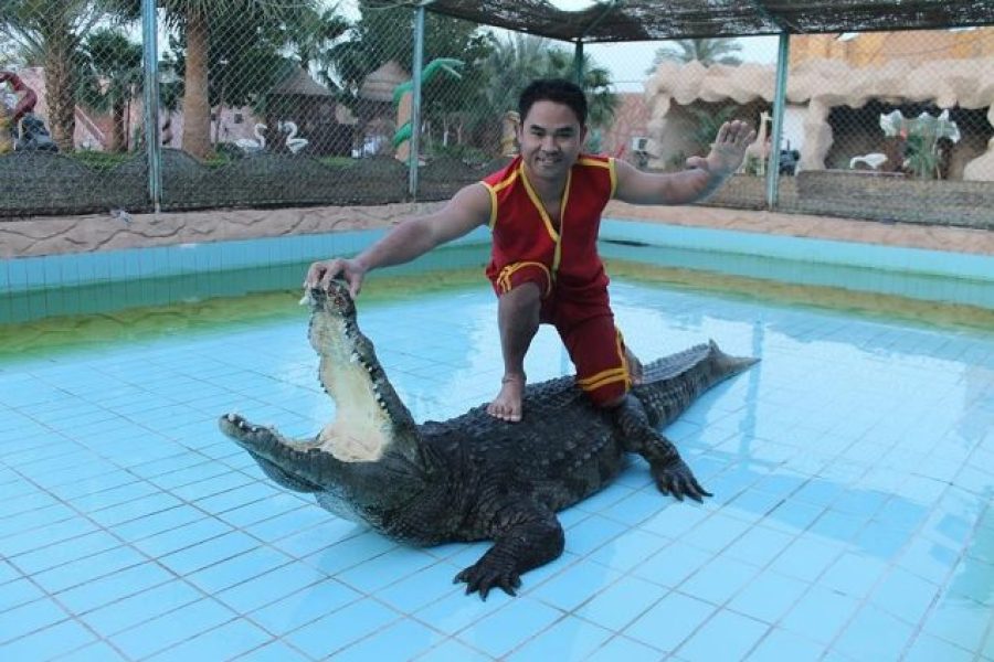 Amazing show Crocodile, Snake, Fire & Tanoura in Sharm El Sheikh