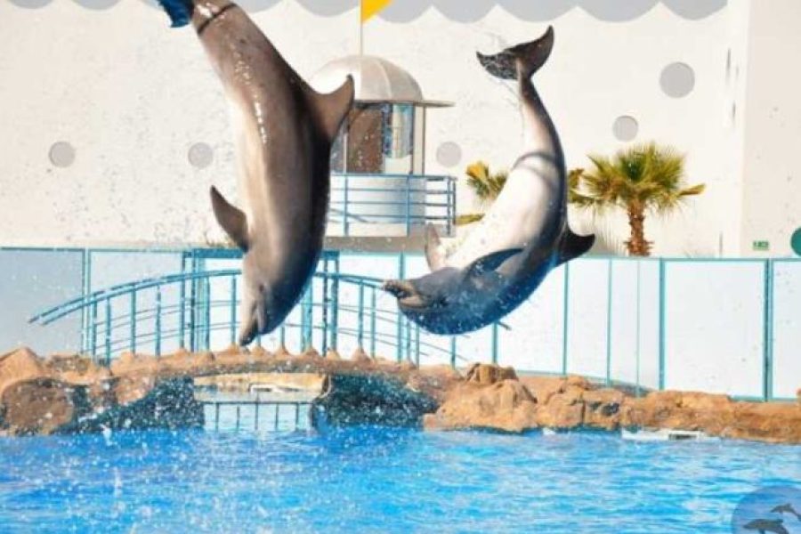 Dolphin Show in Sharm El Sheikh Popular